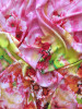 Креп Дженіфер принт купон (рож. абстр., квіти)